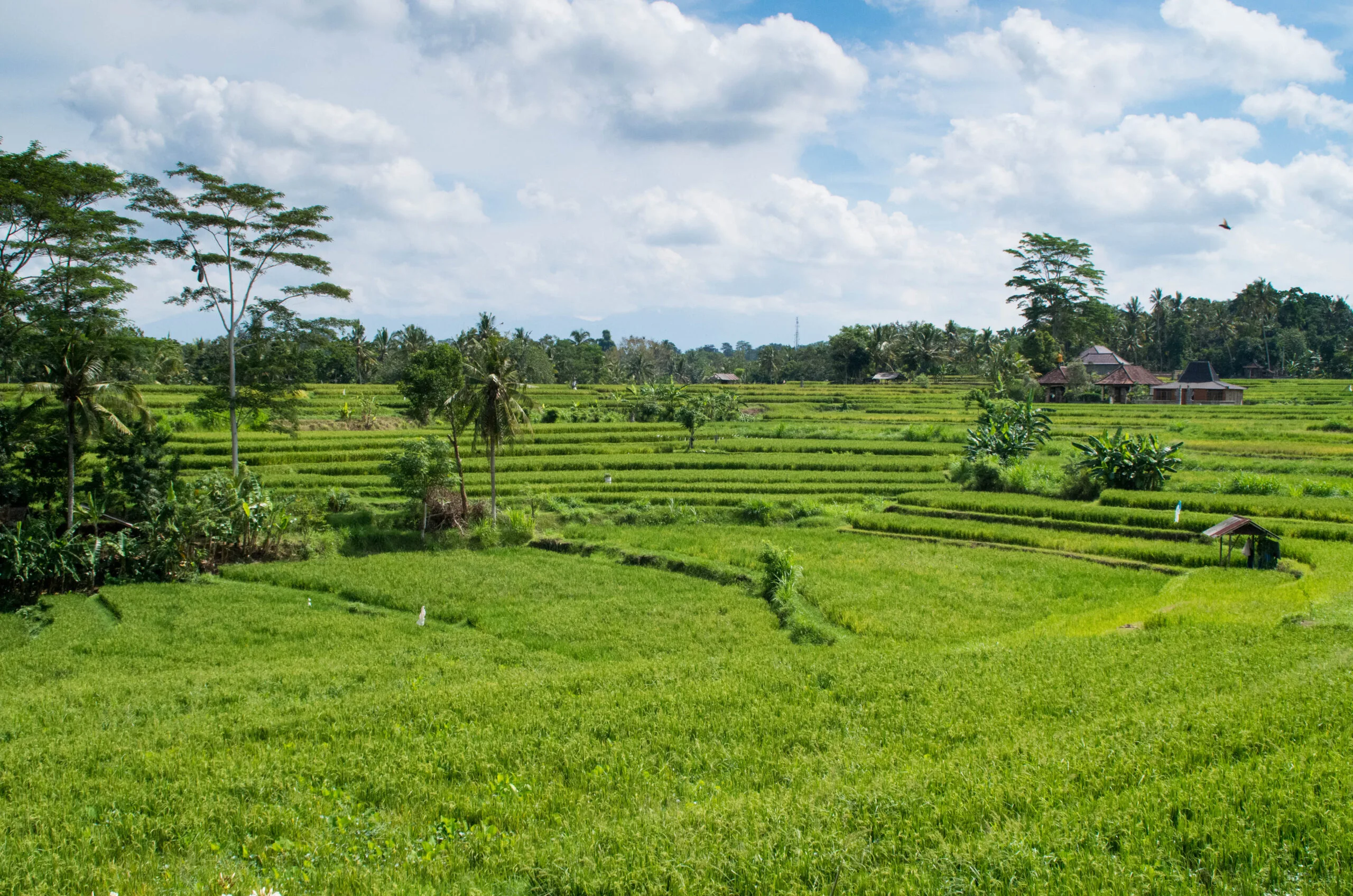 The Best Season to Travel to Bali: When to Go for Sun, Not Rain