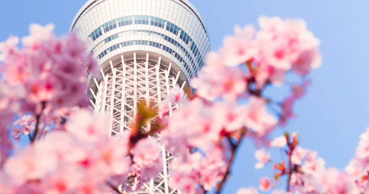 Best Time to Visit Tokyo: Cherry Blossoms vs. Typhoon Season